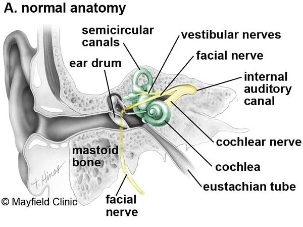 Fig1Anatomy600