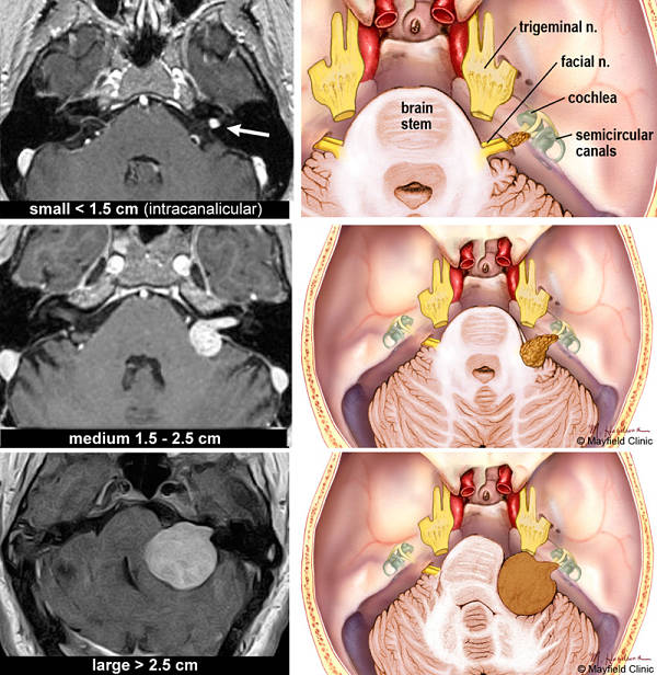 Fig3Anatomy600